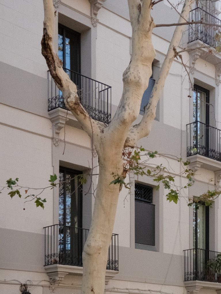 facade of apartment building with tree in front